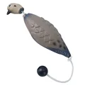 Little Dove