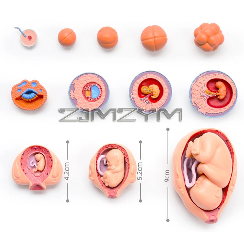 4D Human Embryo Development Anatomical Model Fetal Growth Organ Teaching Assembled Aids
