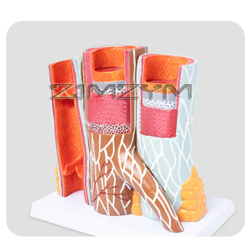 14X Human Blood Vessel Model Human Vascular Anatomy Model Arterial Vein Structure Teaching Demonstration Tool
