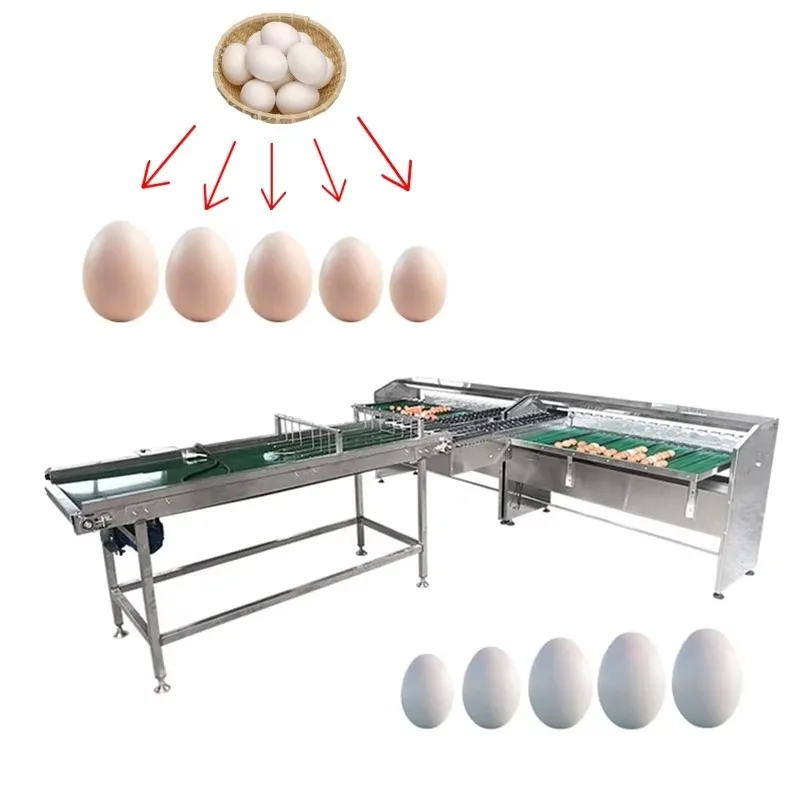 معايير الدرجات المخصصة الصغيرة التلقائي وزن البيض وفرز آلة الدرجات فارز بطة الدجاج أوزة البيض حجم الصف #1