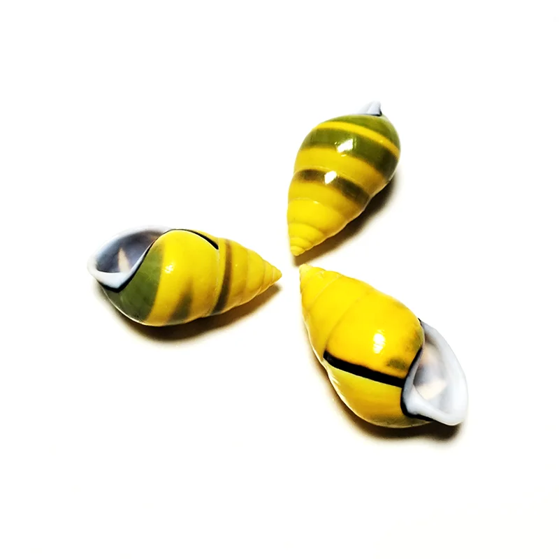 3 PC Colorful Mini Snail Yellow Amphidromus Butoti Shell, Fish Tank Accessory Beach Wedding Decor DIY Jewelry Making Kit, 4-5CM