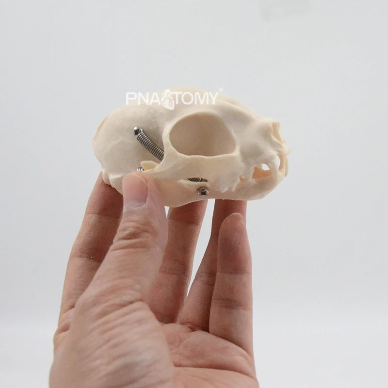 Feline skull cat skeleton life size animal anatomical tool educational equipment cat skull jaw teeth anatomy