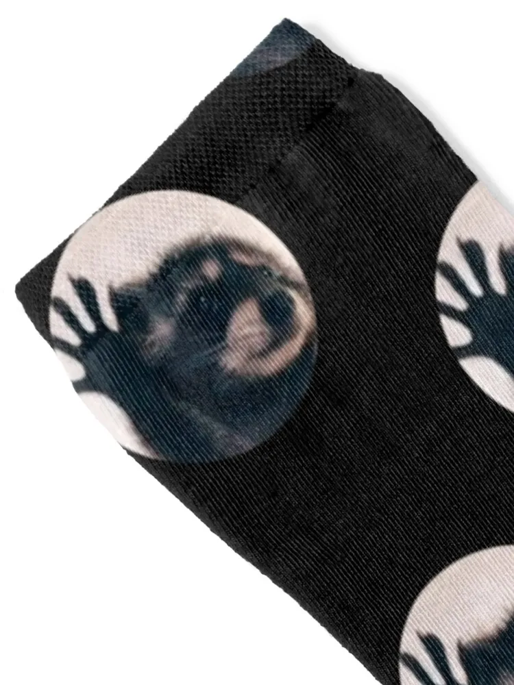 Raccoon dancing, viral video Pedro Socks moving stockings colored basketball Woman Socks Men's