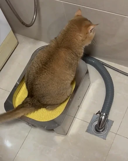 Induction Automatic Flushing Cat Toilet, No Cat Litter and No Shit Shoveling, Electric Cat Toilet