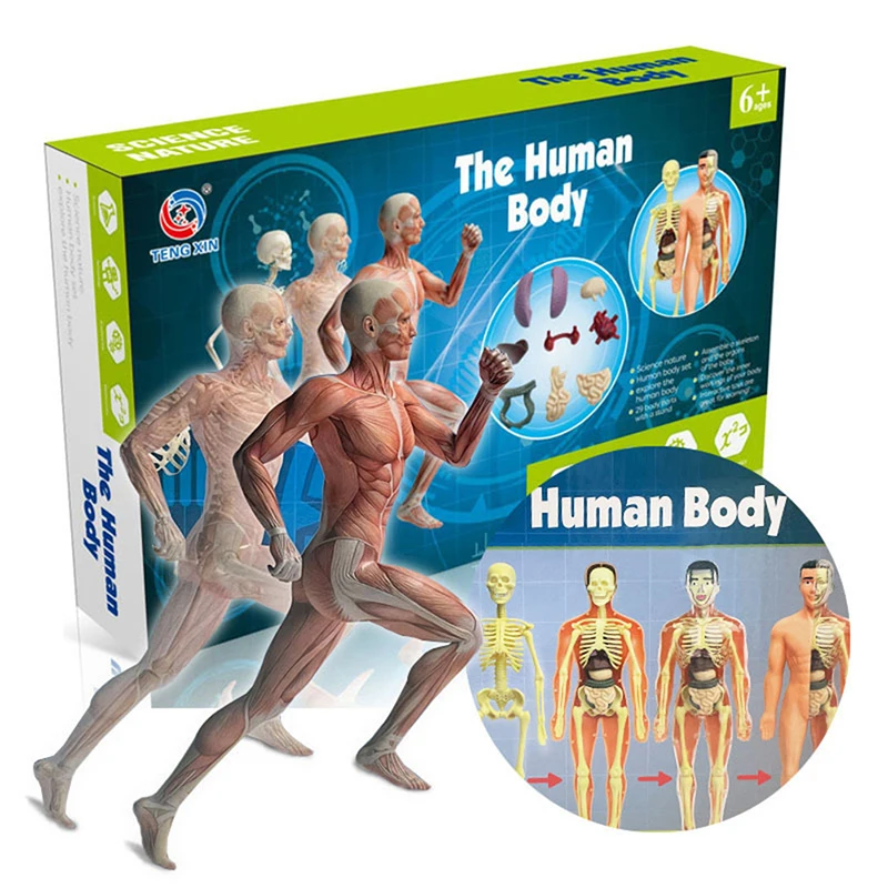 Anatomy Model For Kids Human Torso Anatomy Model Removable Human Body Model For Medical Student Educational Science Learning 1PC