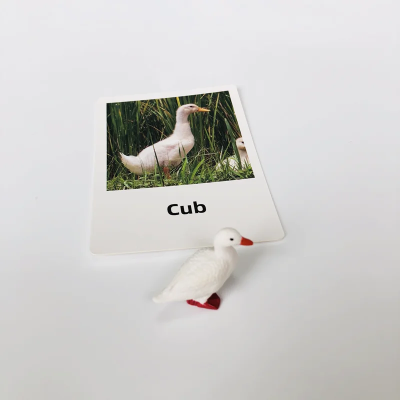 วงจรชีวิตของเป็ดพร้อมการ์ดความรู้ วัสดุการเรียนรู้ภาษาแบบมอนเตสซอรี่ ของเล่นการเรียนรู้ด้านชีววิทยา เกมการศึกษาสำหรับเด็กเล็ก