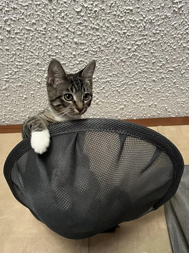 Hamac mural pour chat, pliable et Stable, respirant, pour dormir, jouer, monter, monter et repos