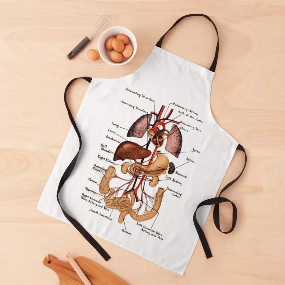 

Human anatomy. Apron For Kitchen Women Cute Kitchen Kitchen Household Items bib Apron