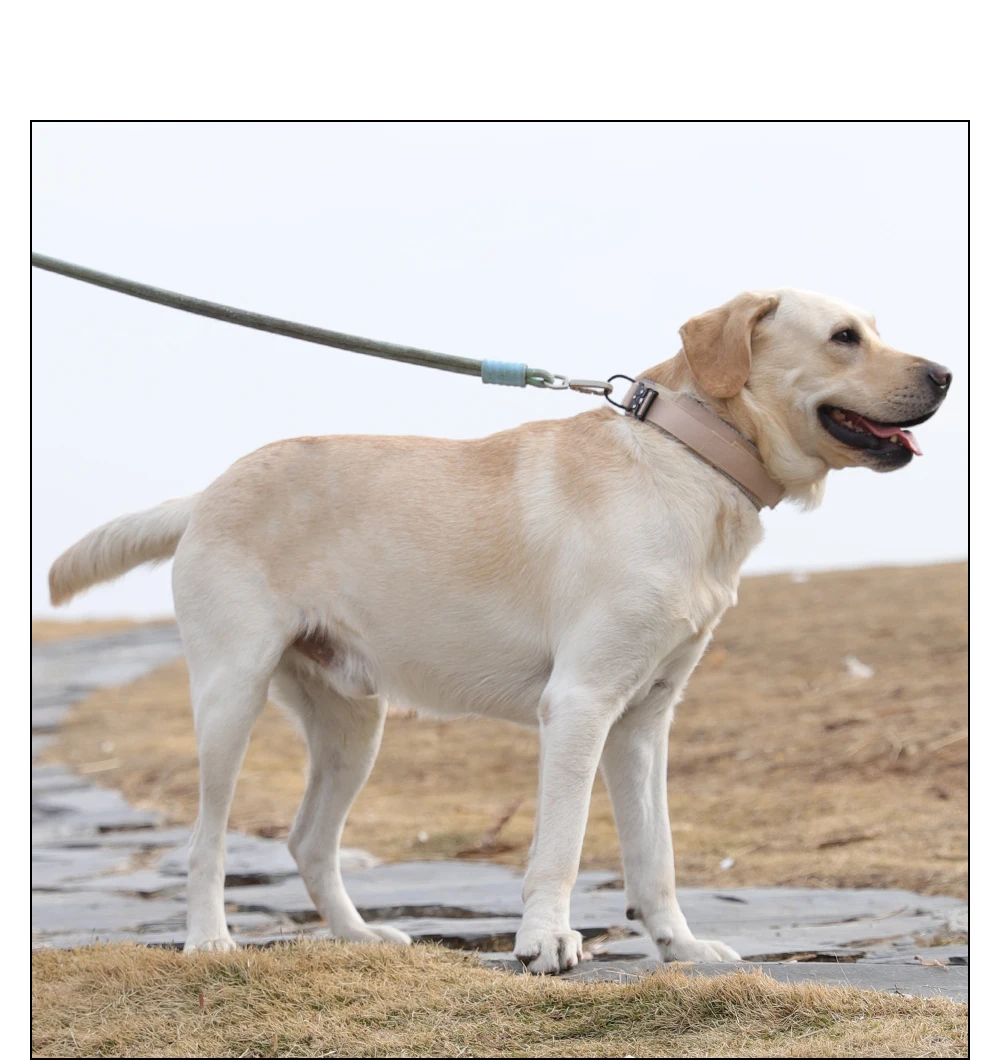 Taktisches Hundehalsband, verstellbares Hundehalsband für mittelgroße und große Hunde, Golden Retriever-Halsband mit Kontrollgriff, hochwertige Schnalle. – Detail 20