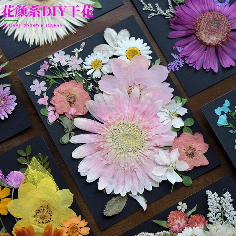 Children's Dried Flower Embossed Decorative Plant Specimen Painting Petals Material Package Handmade DIY Photo Frame Glue Embossed Flower Table Lamp Flower Material