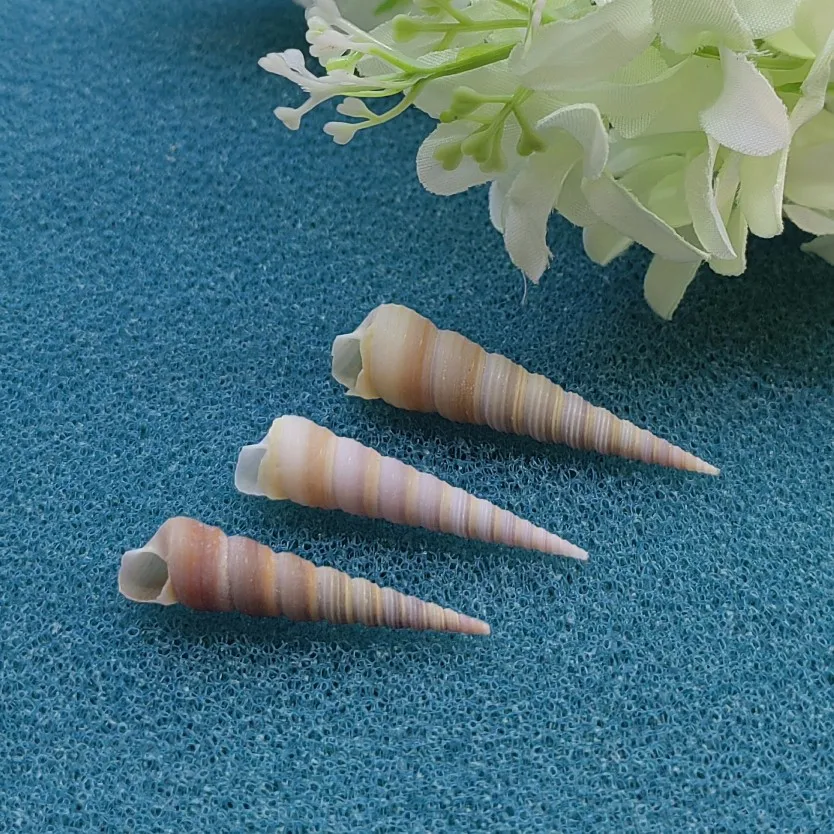 Conch Shell Long Spiral Conch Pagoda Snail Bamboo Shoot Snail White Nail Cone Snail Shell Conch Aquatic Landscaping Ornaments