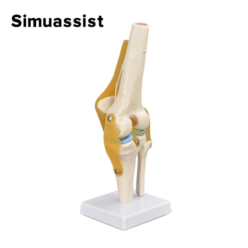 1:1 Flexible Knee Joint Model with Ligaments and Base Femur Tibia and Fibula Bone Anatomy Model Medical Teaching