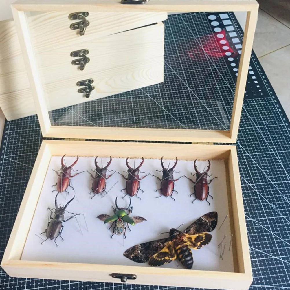 Container Display Case Entomology Boxes Glass and Metal Vintage Specimen