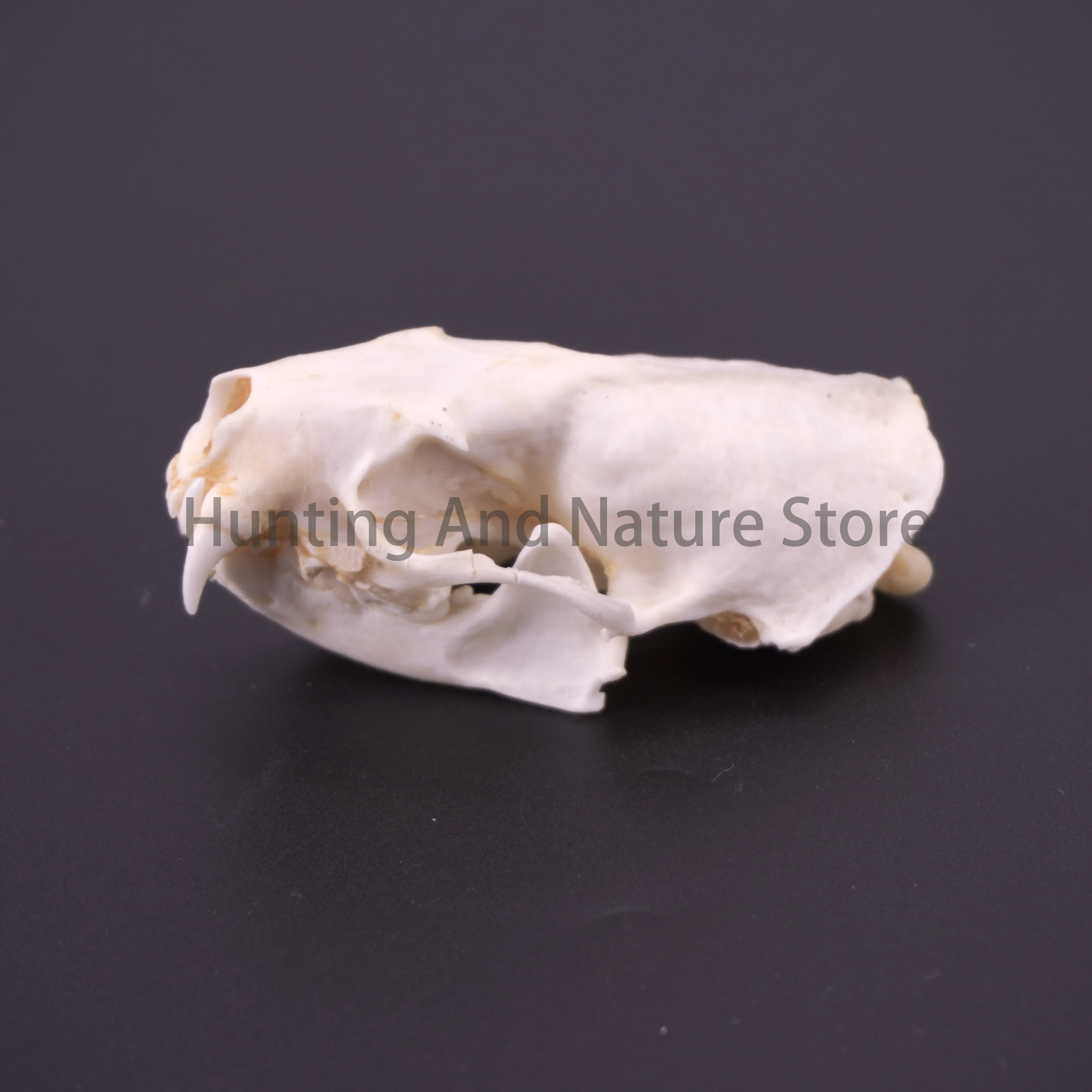 Real Mink Skull For DIY Crafts Halloween Decorations Educational Models Collectibles Real Animal Skeleton Specimens Unique Gifts