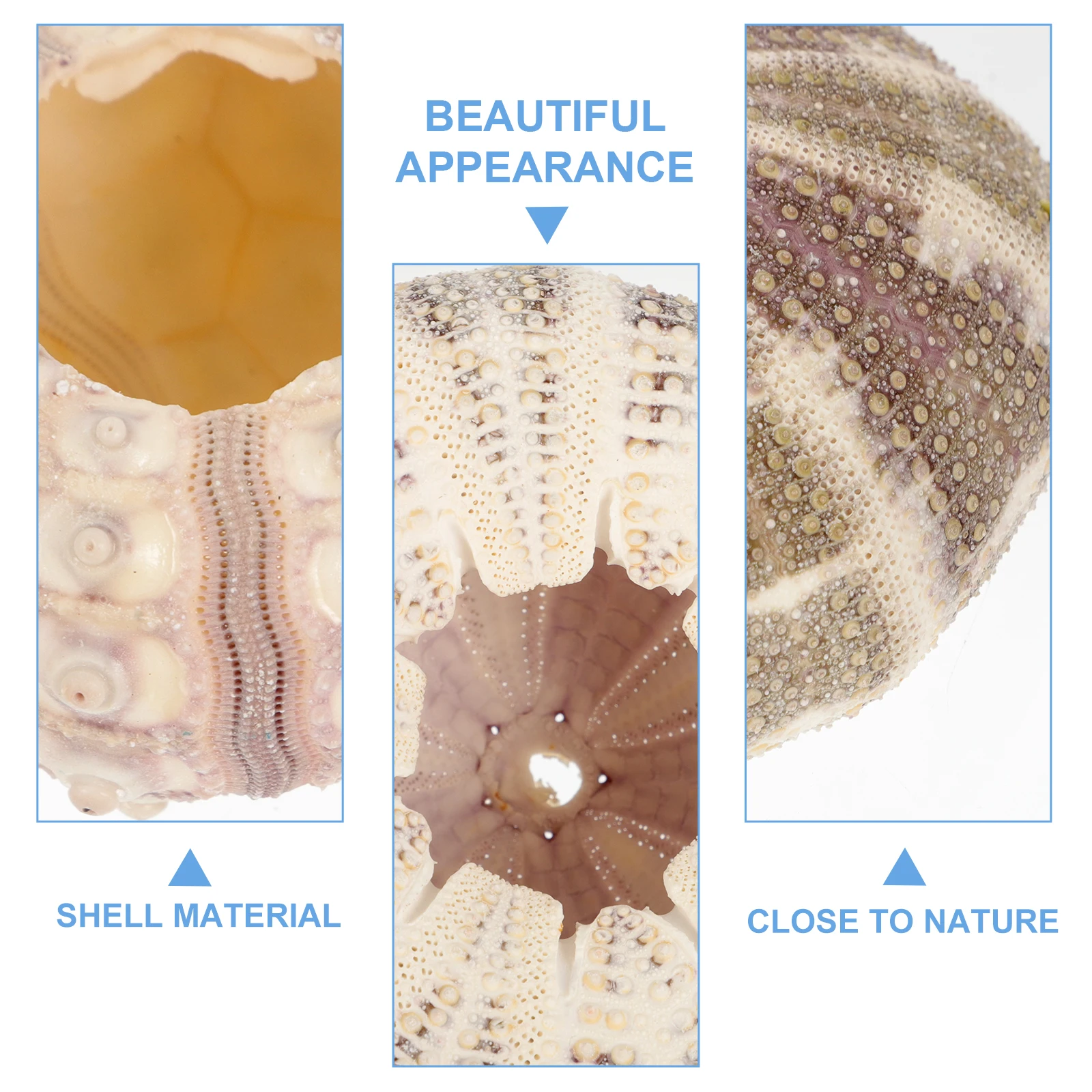 

5Pcs Sea Urchin Ornament Aquarium Landscape Decor Rich Color Diversified Shape Safe for Pets Sea Urchin Decors