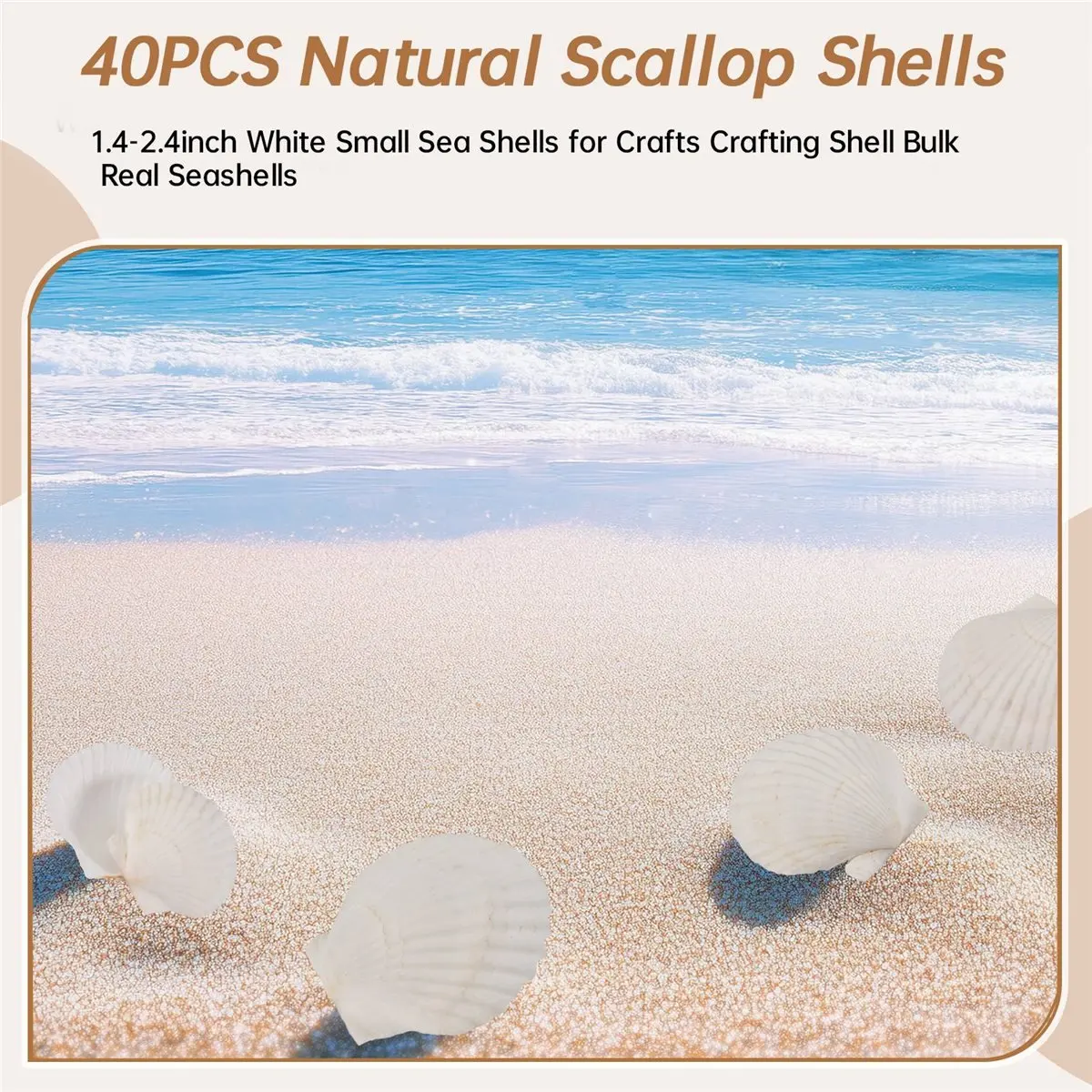 Reliable- 40PCS Natural Scallop Shells 1.4-2.4inch White Small Sea Shells for Crafts Crafting Shell Bulk Real Seashells