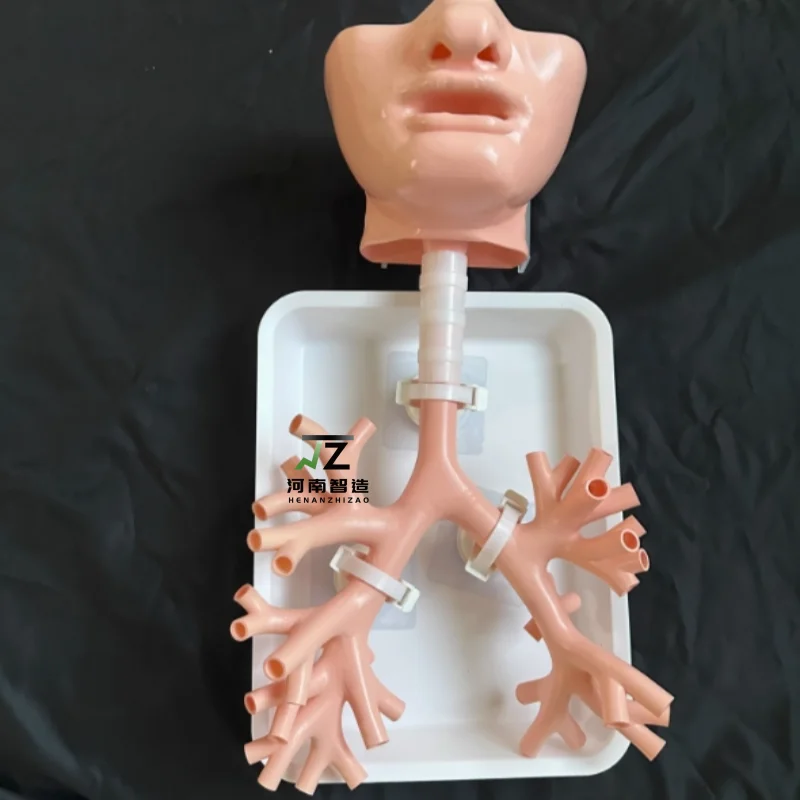 

High-quality Grade 4 bronchoscopy training model, oral bronchial medicine teaching training model