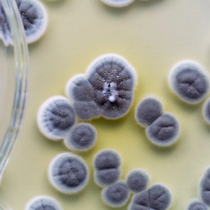 

Металлическая ручка колеса для TRXS Mini Slash 4X4 108164-1, детали для обновления радиоуправляемого автомобиля, аксессуары