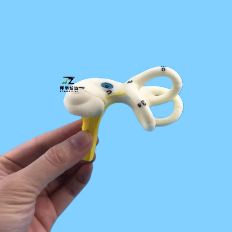 Medical Science PVC Anatomy Model Human Inner Ear Cochlea & Semicircular Canal Skeleton for Teaching & Training