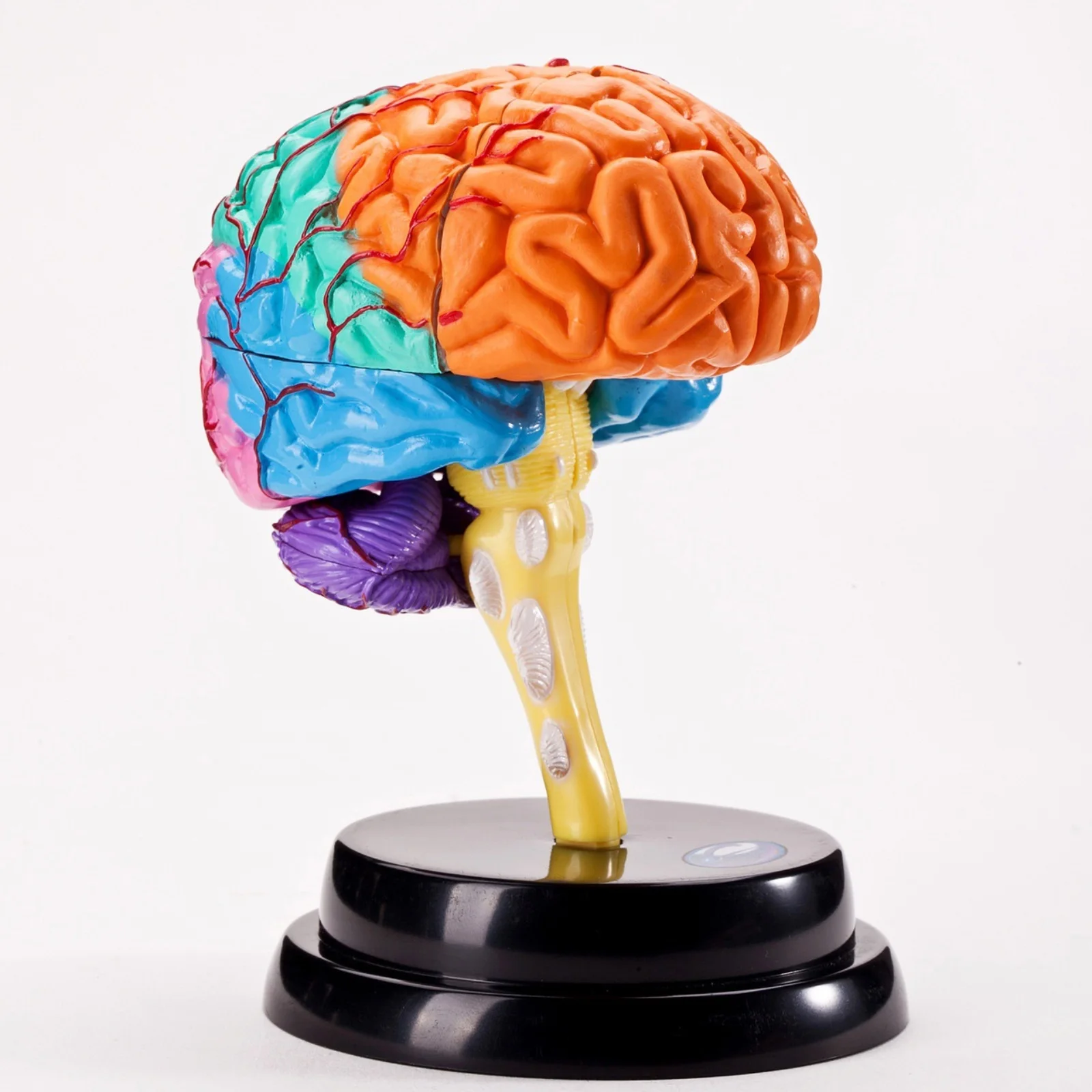 Brain Model Kit: 9-Piece Simulated Brain with Interactive Split Design for Hands-On Learning - AR-Enhanced 3D Anatomy Discovery