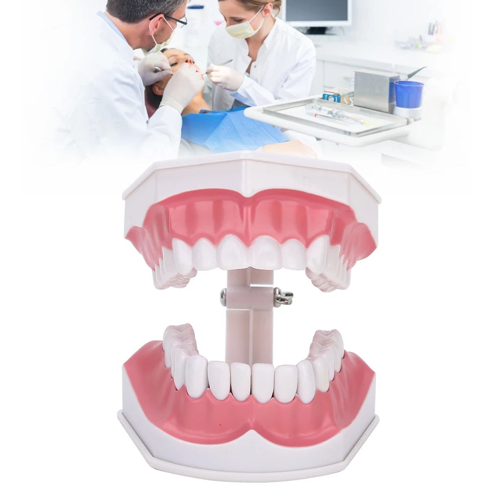 

Dental Tooth Model Studying Standard Dental Teeth Teaching Cavity Demonstration with Brush