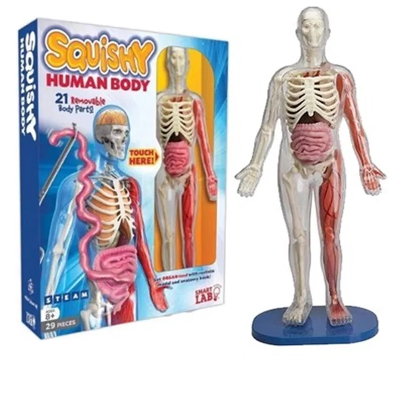 

Smartlab Human Exploration model Children's toys Human organs internal anatomy model bone displaning