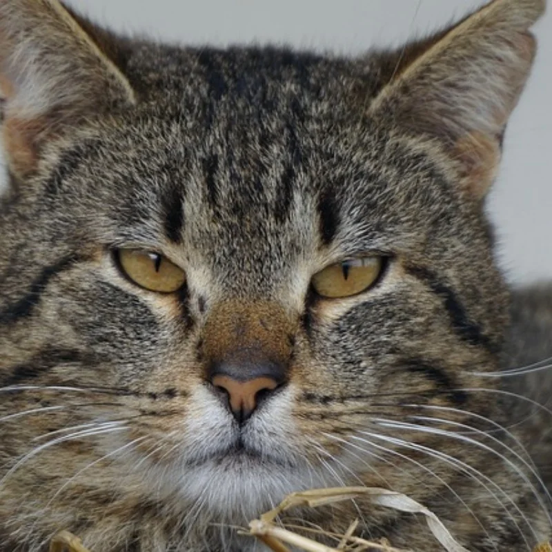 

4 шт. 52 мм 1/10 RC бортовой гоночный автомобиль, металлический обод колеса, ступицы колес для Tamiya XV01 TT01 Kyosho HSP HPI Sakura Trxs RedCat