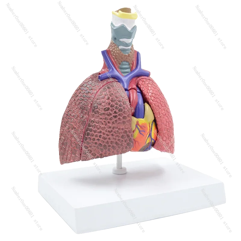 Play 00:12 00:33 Detachable Respiratory System Model, Laryngeal Cardiopulmonary Anatomy Teaching Aids Smoking Lung Normal Lung