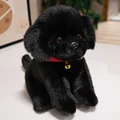 black dog
