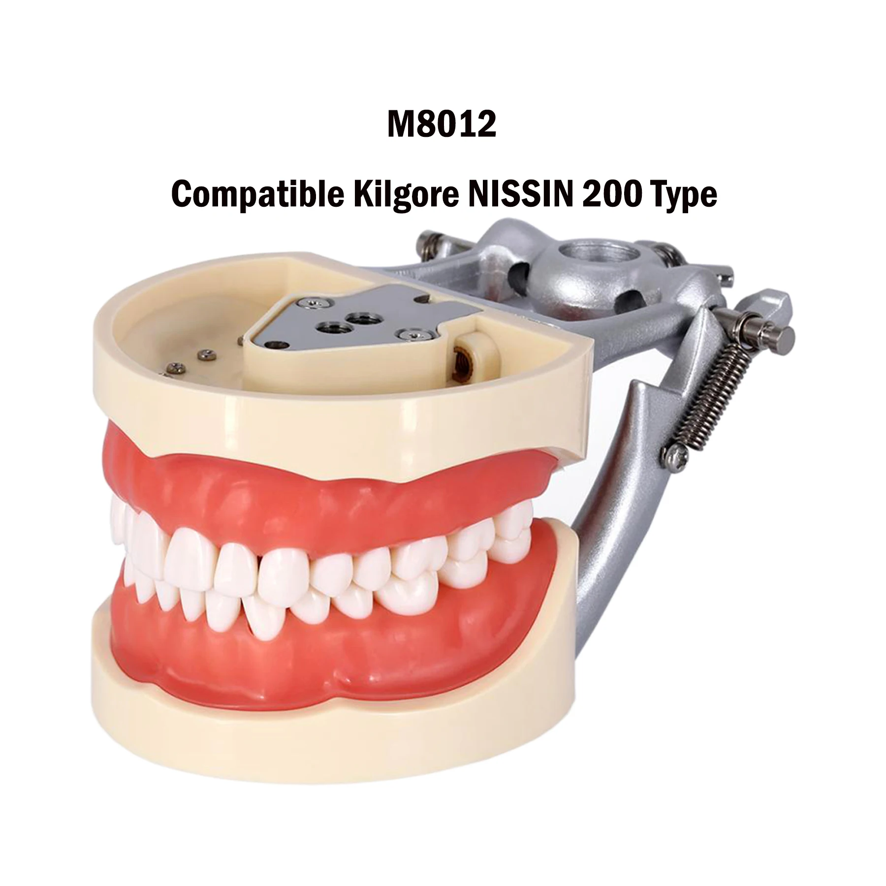 

Dental Teaching Model Typodont Model With Removable 32 Pcs Teeth Fit Kilgore NISSIN 200 Type Simulation Cheek Soft Rubber M8012