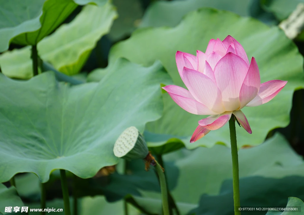 

SCY 18101 18103 18101PRO 18103PRO Аксессуары Задний верхний рычаг подвески Запасные части для радиоуправляемых машин