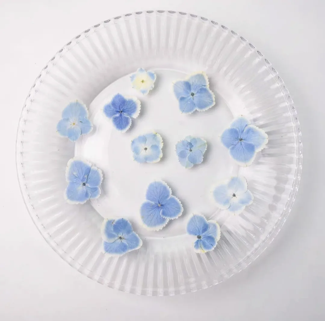 120pcs Pressed Dried Light Blue Hydrangea Flower Herbarium For Resin Epoxy Jewelry Card Bookmark Frame Phone Case Makeup Lamp