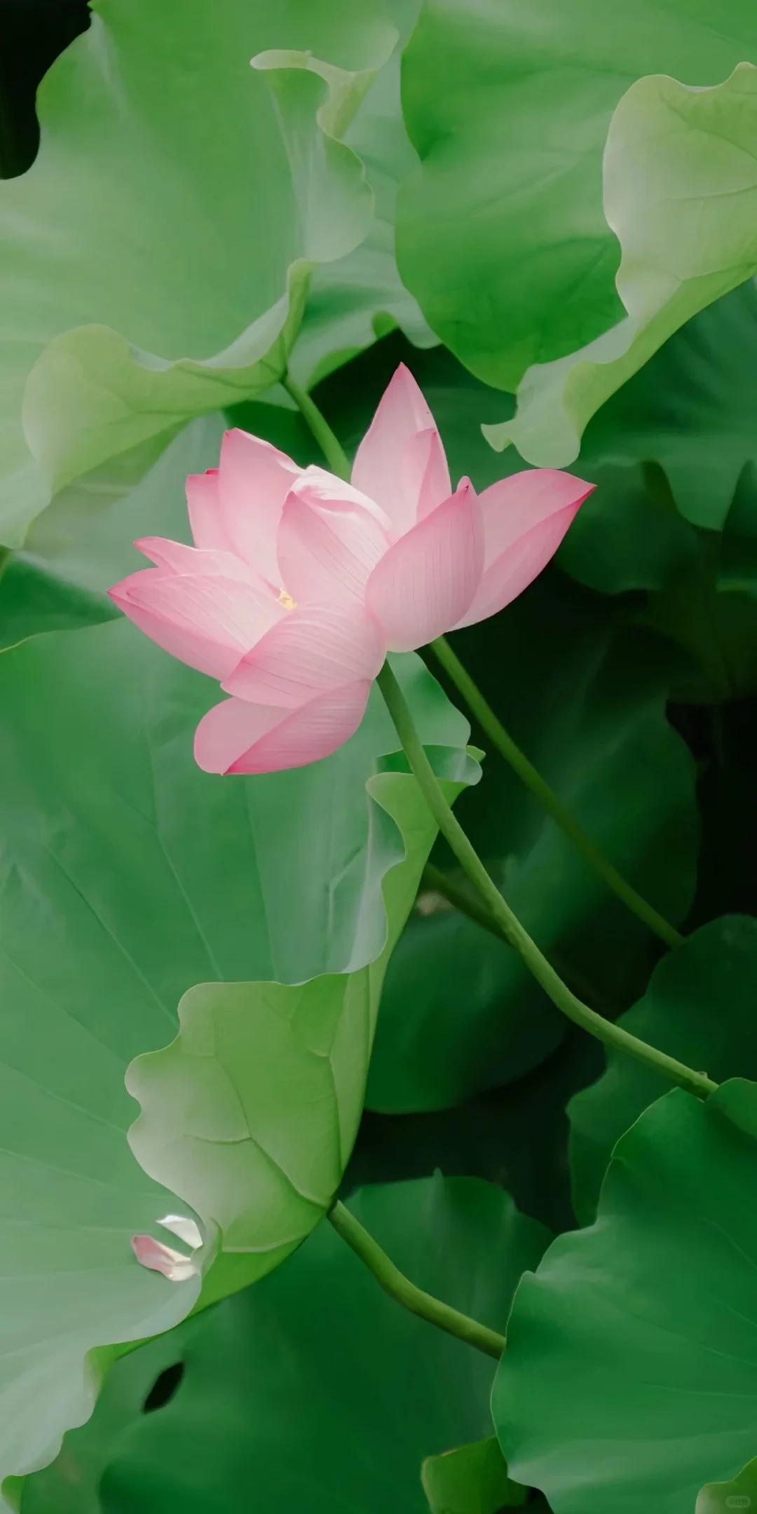 

52V 6.8ah lithium battery pack built-in BMS For 1000W 1500W Motorcycle Electric EScooter rechargeable battery+2A charger