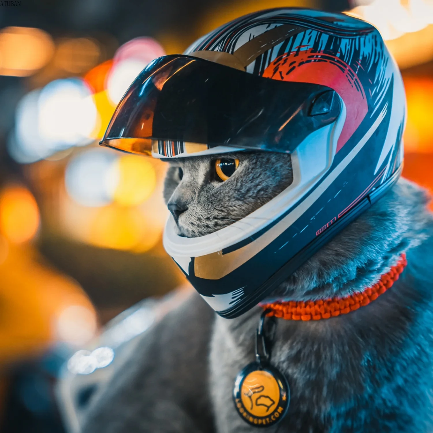 Imagem -03 - Full Face Motorcycle Mini Capacete Outdoor Head Protection Pet Safety Cat And Dog