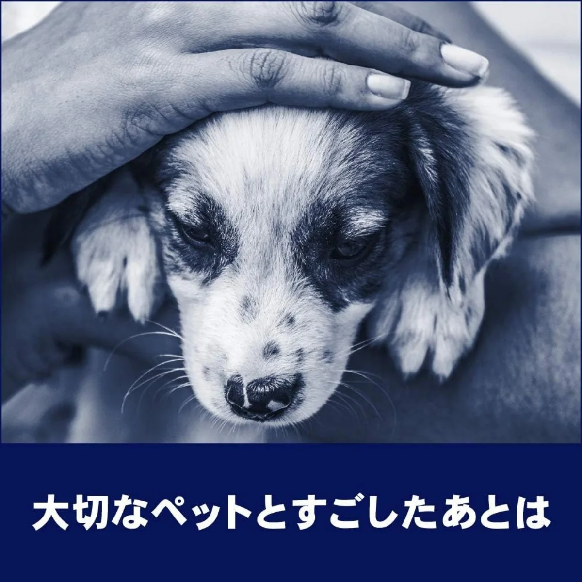 صابون يد رغوي من كا أو فيوليت جارد بدون عطر #4