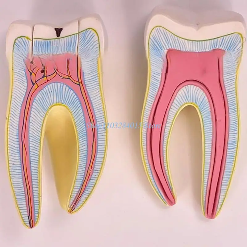 R6FF Dental Anatomy Model Molar Tooth Anatomy Model Human Tooth Model for Hospital