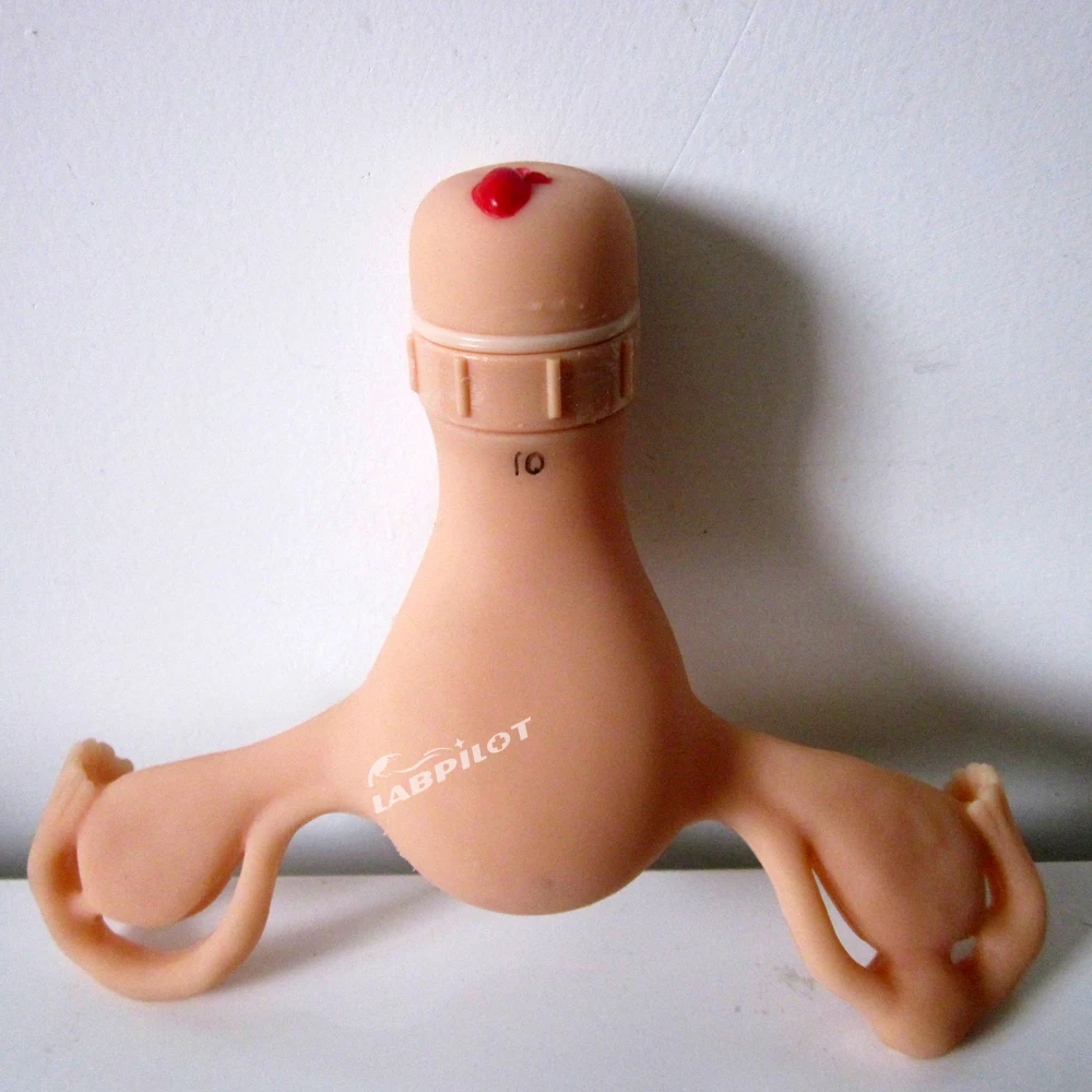 Uterus Simulator and Cervical Lesion Medical Demonstration Teaching Anatomy Model Gynecological Examination