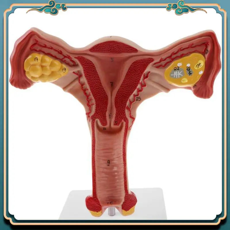 ABJG-2X 1:1 Human Female Uterus Ovary Fallopian Tubes Model Anatomical Human Anatomy Model Teaching Tools