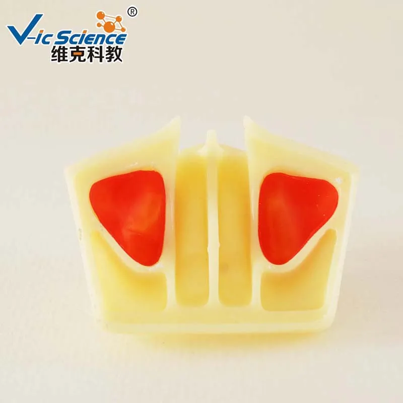 Maxillary Sinus Lifting Model Sinus Lifting Dental Teaching Model