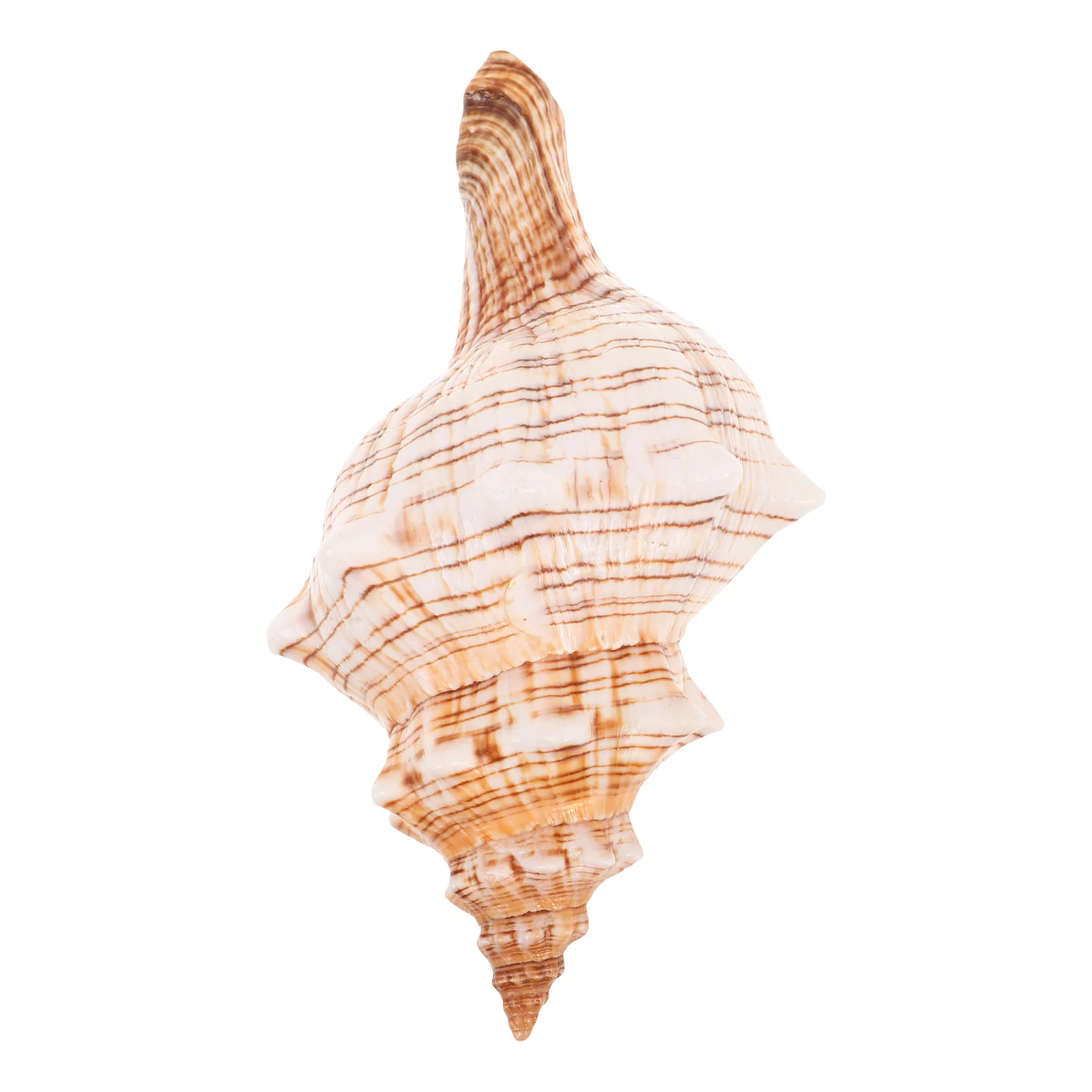 

Natural Conch Shell Ocean Beach Seashell Coastal Ornament Fish Tank Decoration Vase Filler Aquarium Home Decor