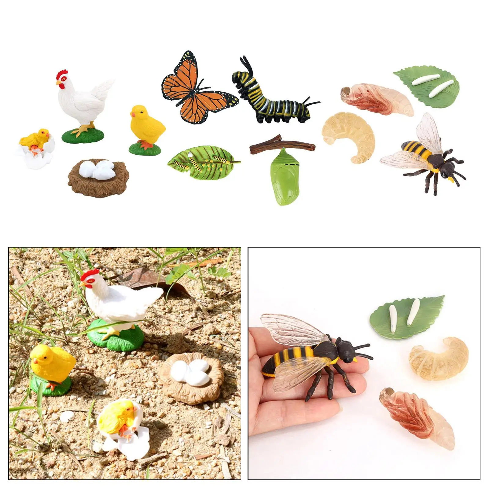 Plastic Growth Life Cycle Figures Child Education Biology Toy