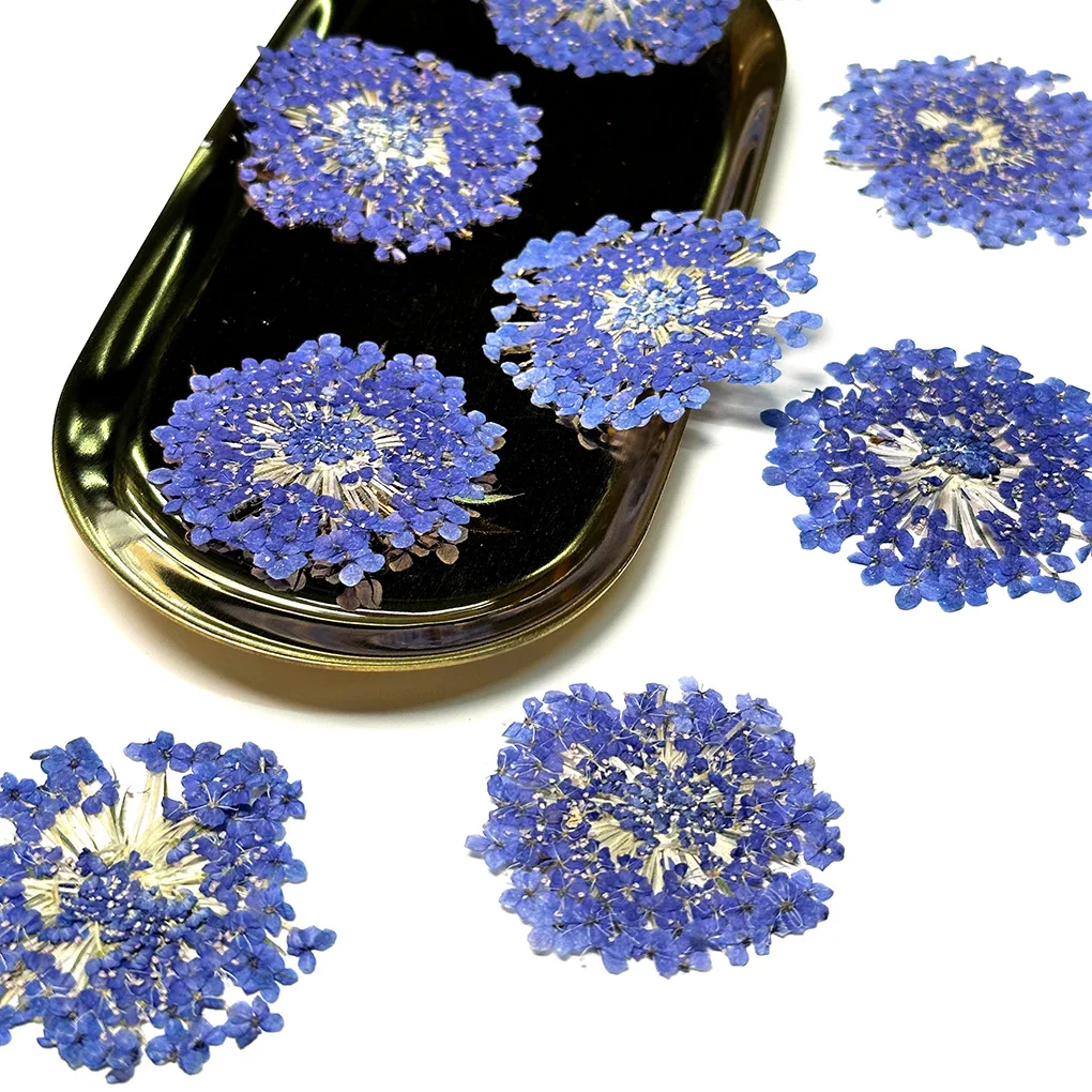 

60Pcs Large Green Pearl Flower Whole Dried Flower Pressed Flower Material Pack Bookmark Resin Craft Parent-Child DIY Pressed Flower Painting Material Photo Frame Sticker