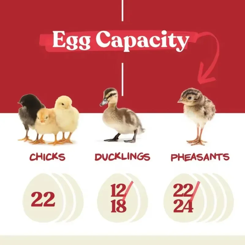 for 22 eggs temperature humidity control 360 degree view clear window incubators