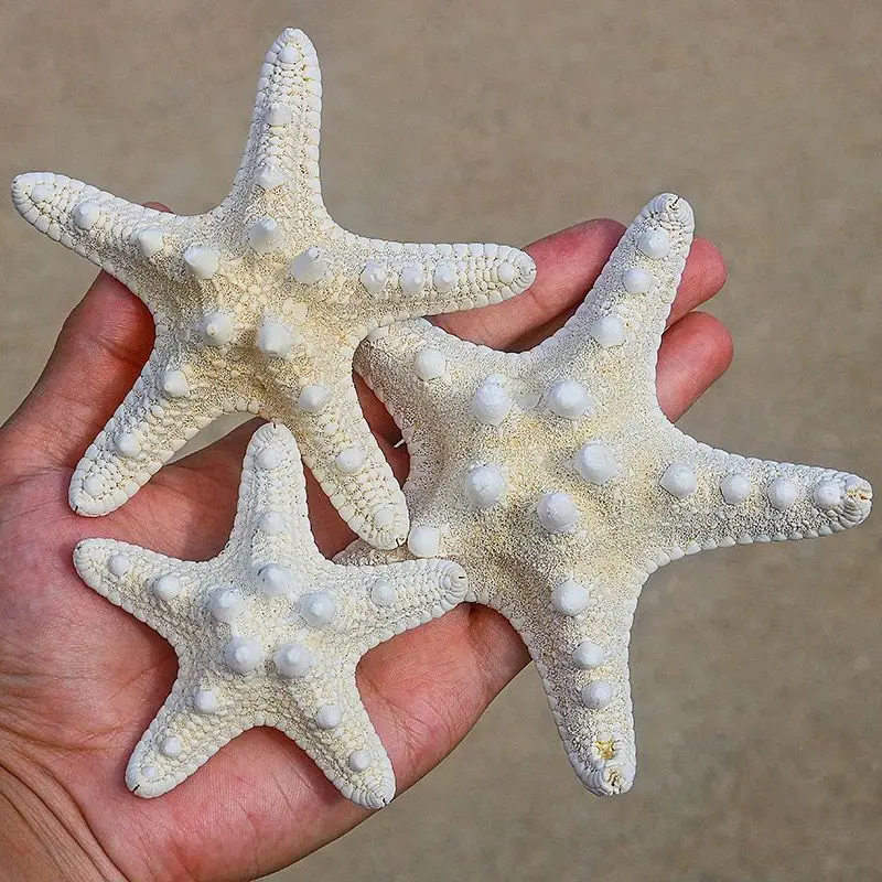 New Steamed Bread Starfish Specimens Five Fingers Natural Starfish Decorative Ornaments Collectibles Home Decorations