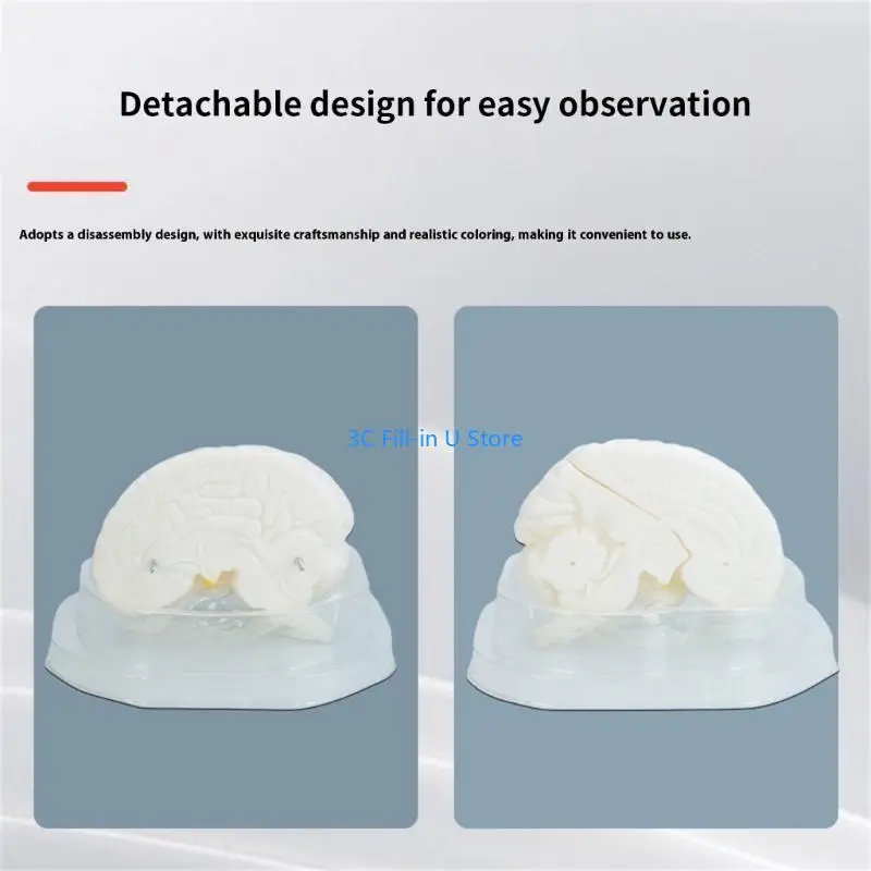 G8TA学生研究のためのディスプレイベースティーチングツールを備えた人間の脳解剖学的モデル