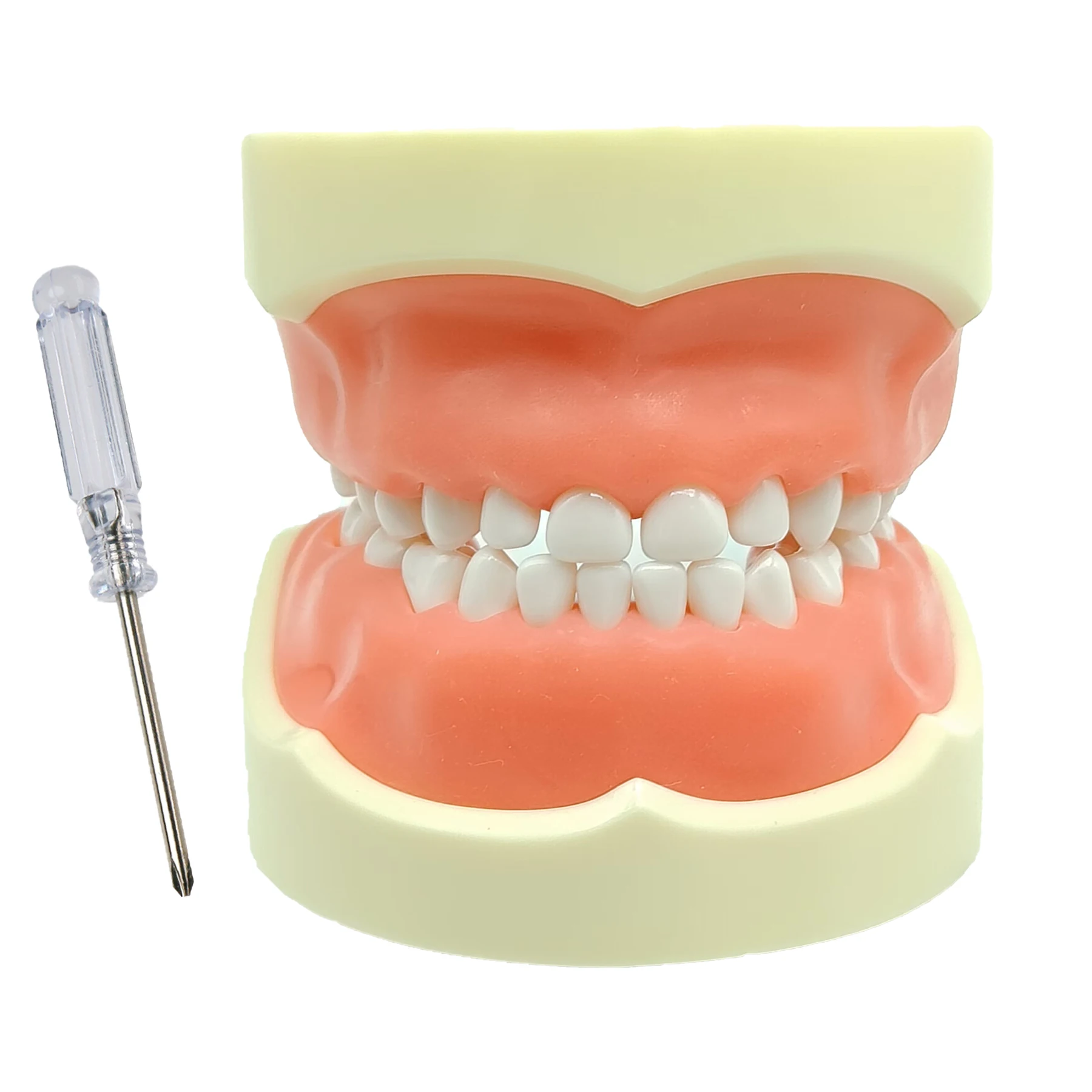 

Dental Standard Child Teeth Model Typodont with Soft Gum 24 Removable Teeth for Pediatric Dentist Practice Teaching and Study
