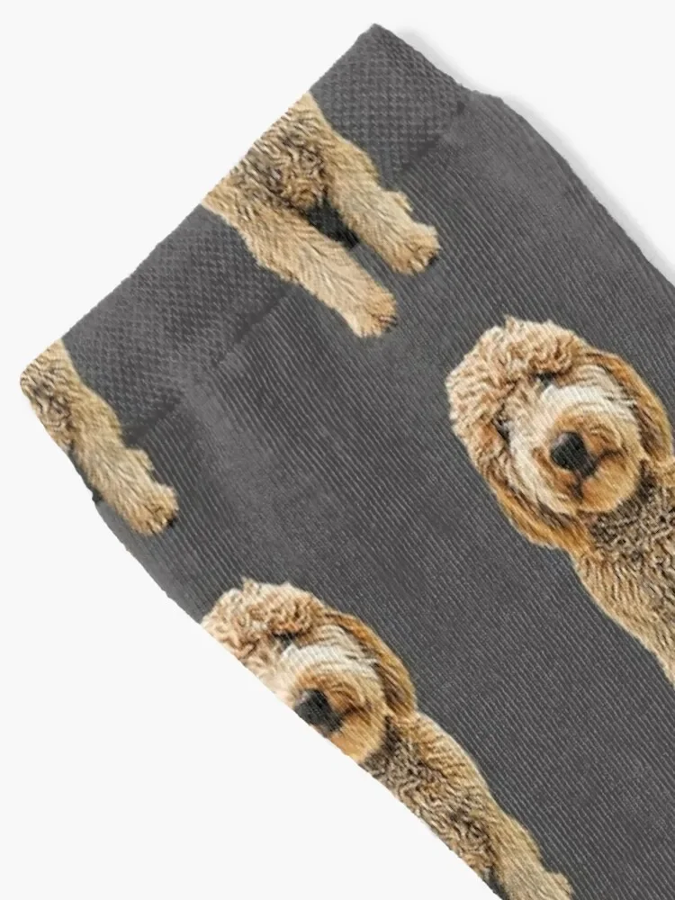 Labradoodle Golden Doodle Socks cute Thermal man winter Socks Girl Men's