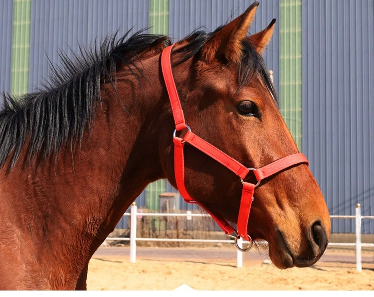 لوازم الفروسية غطاء رسن الحصان منتجات الفروسية رسن الرصاص لرائد الحصان والعناية اليومية