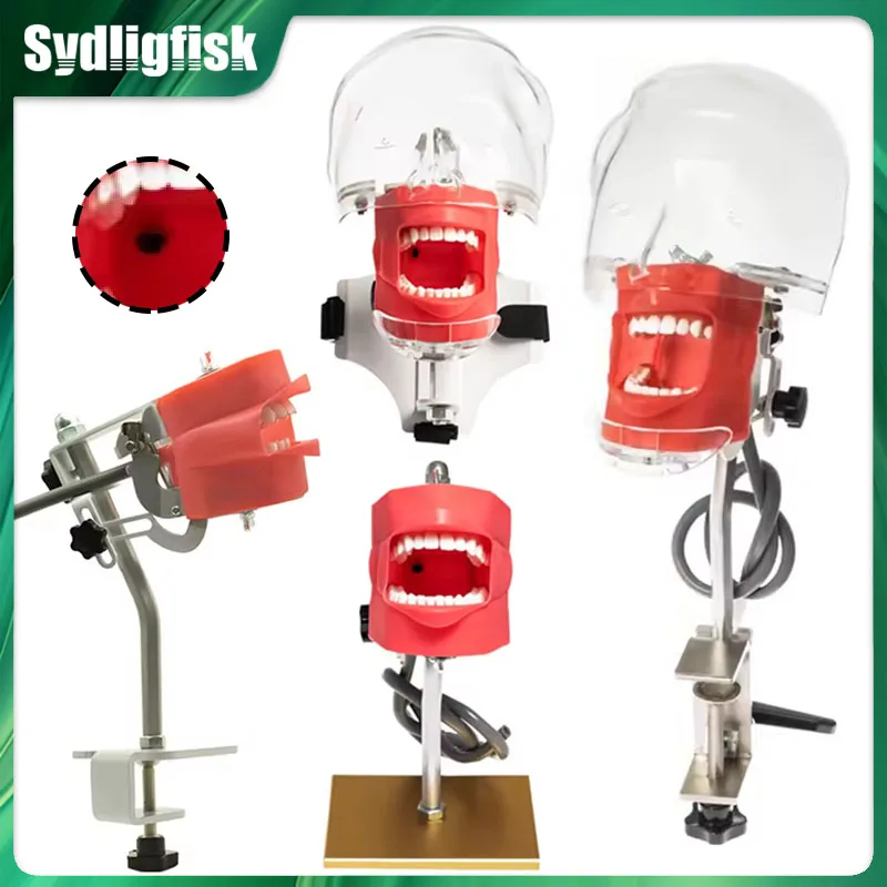 

Dental Phantom Head /No Head Model Dentist Model Manikin Head Model Dentist Simulator Dentist Teaching Practice Unit Model