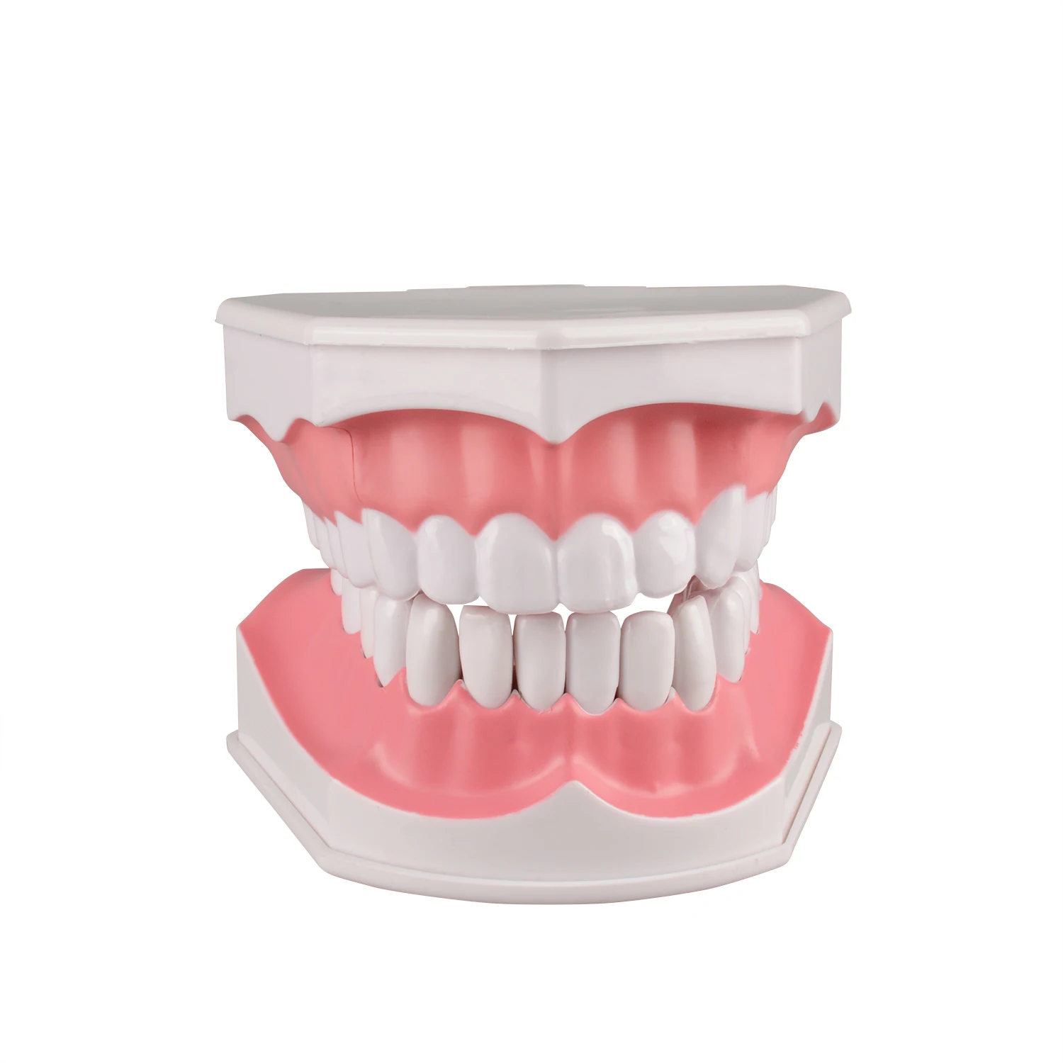 Ultrassist 2 Times Full mouth standard teeth model doctor-patient communication preparation tooth model Teaching Research Model